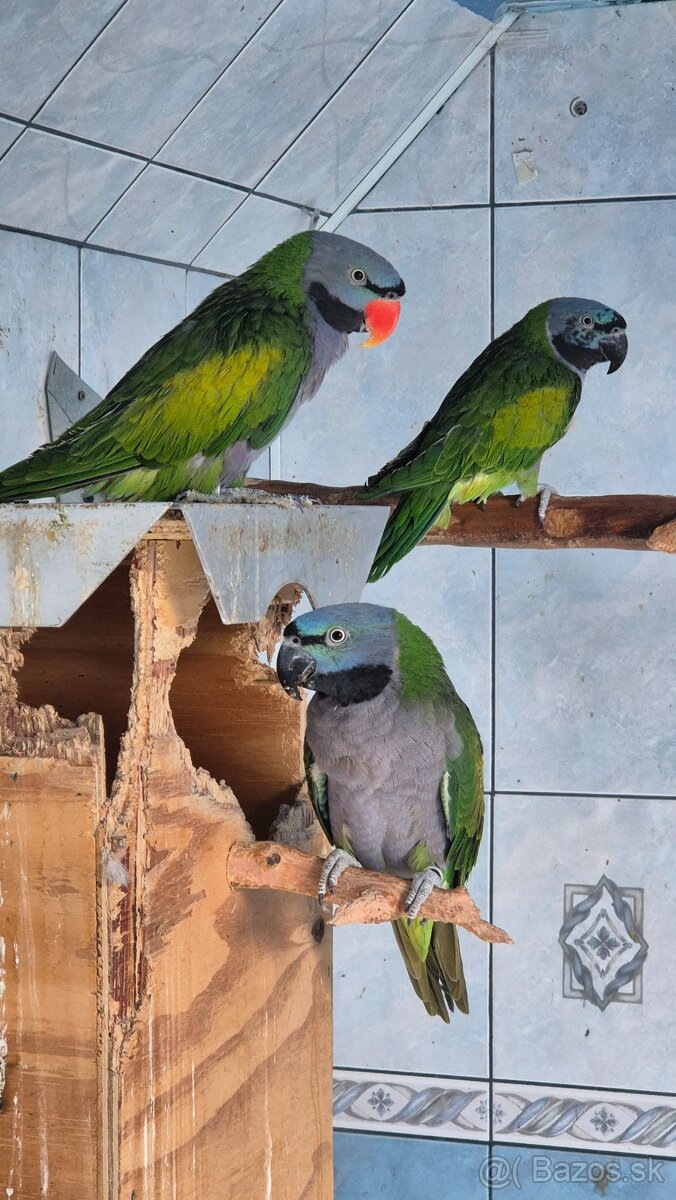 Alexander čínsky - 4