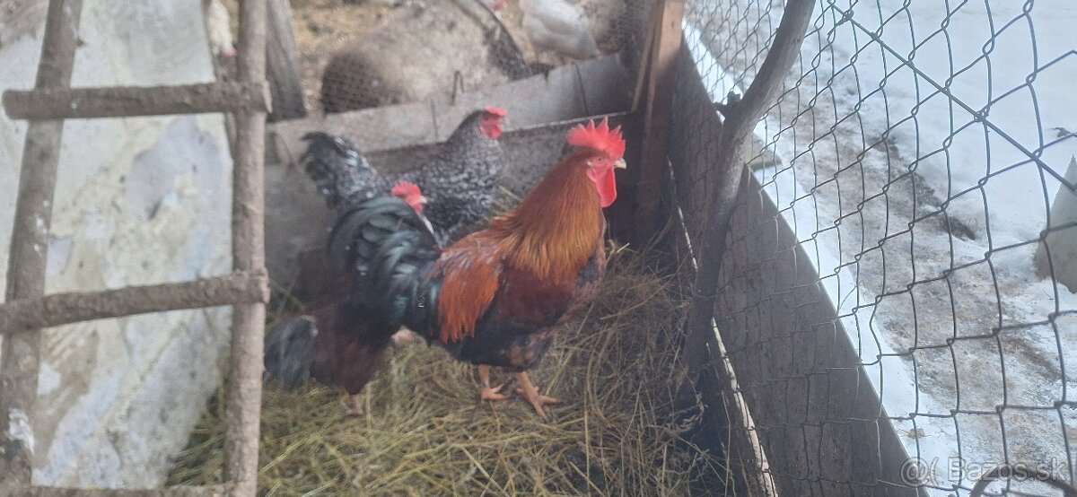 Predám mladých kohútov - 4