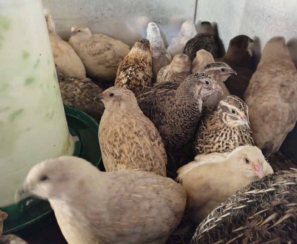 Predám japonské prepelice kohút zdarma - 4