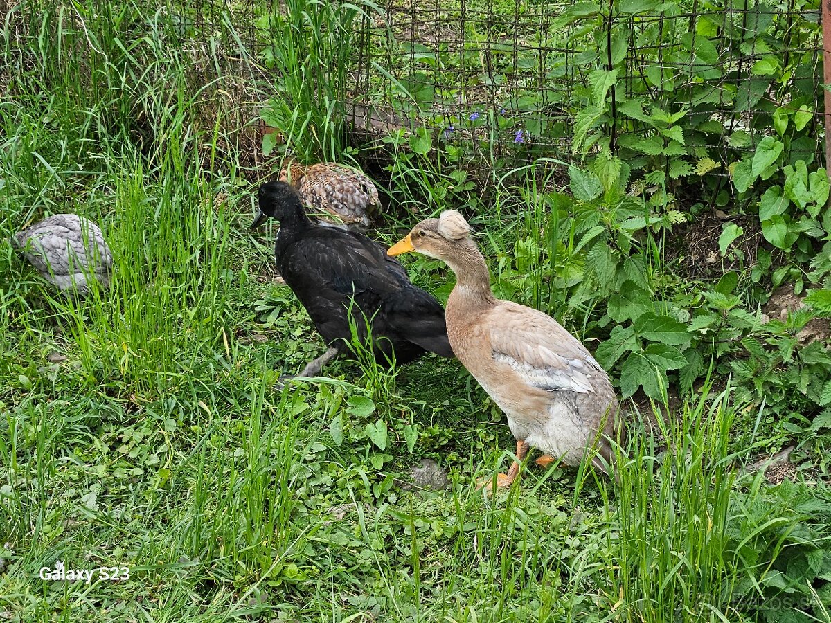 Predám kačacie nasadové vajíčka - 4