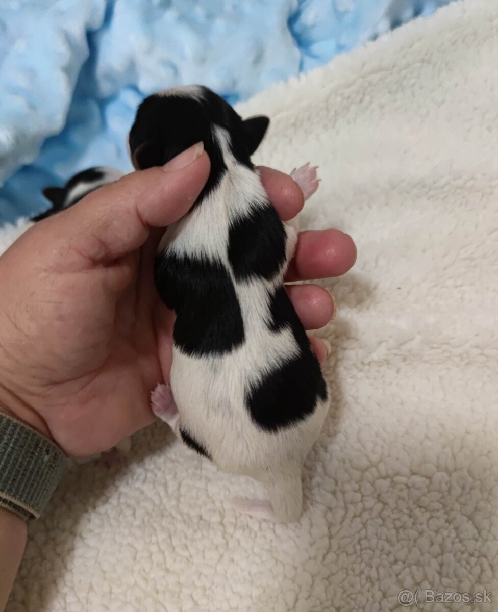 Biewer Yorkshire terrier - 4