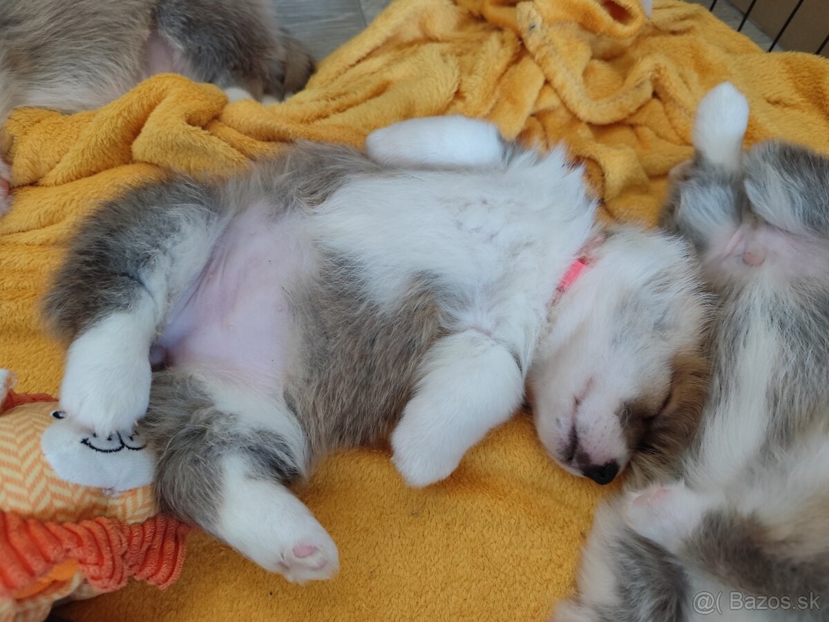 Welsh corgi Pembroke s PP FCI - 4