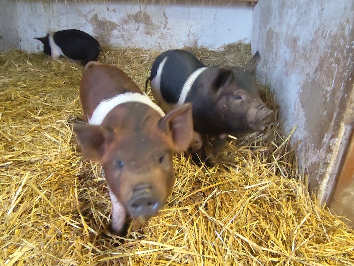 Presticke Prasa x kune kune odstavcata - 4