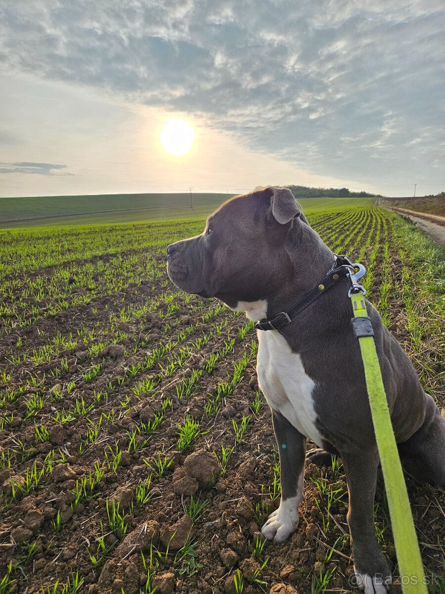 Americký stafordšírsky teriér - 4