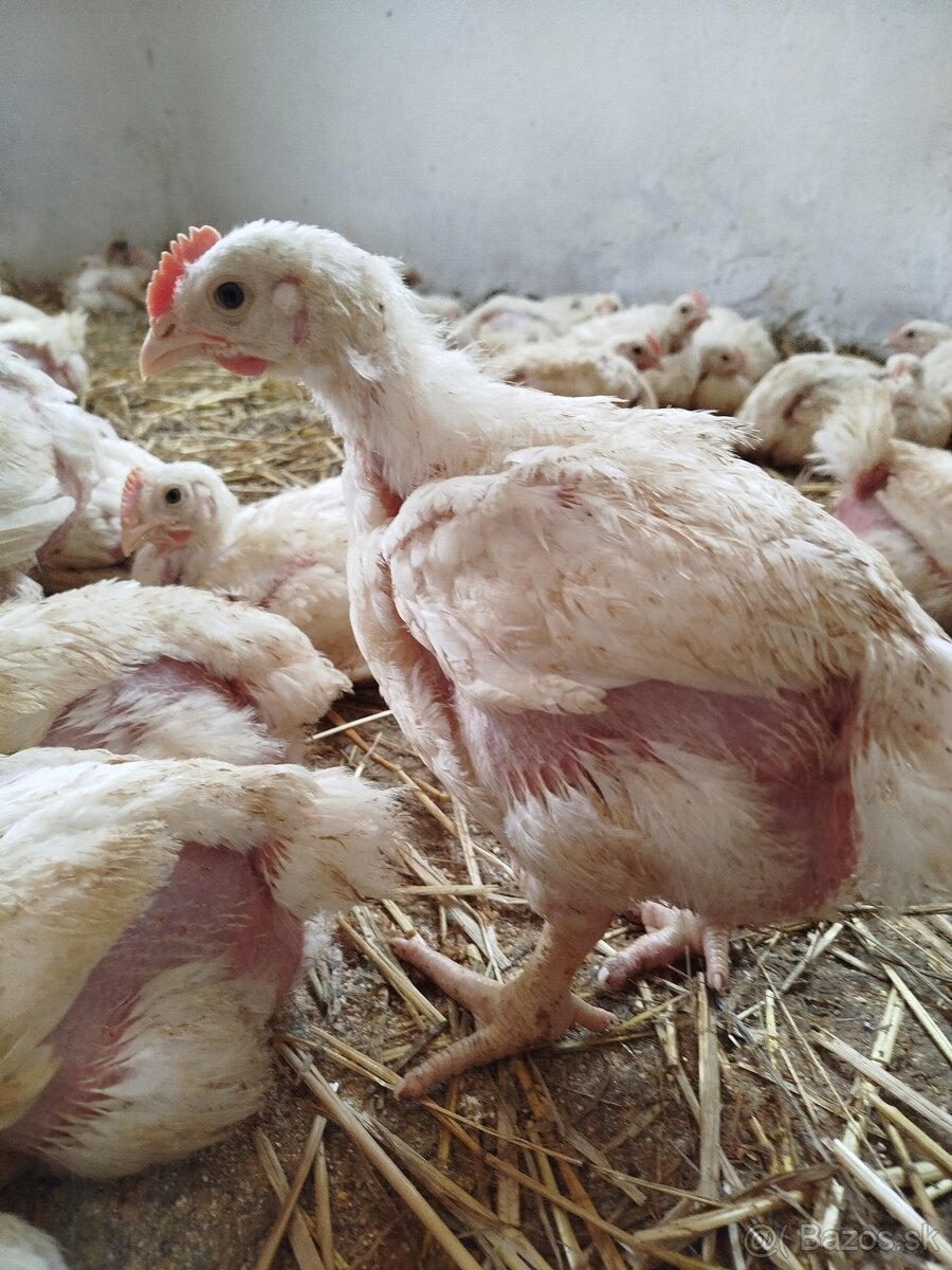 Brojlerove kurčatá - 4