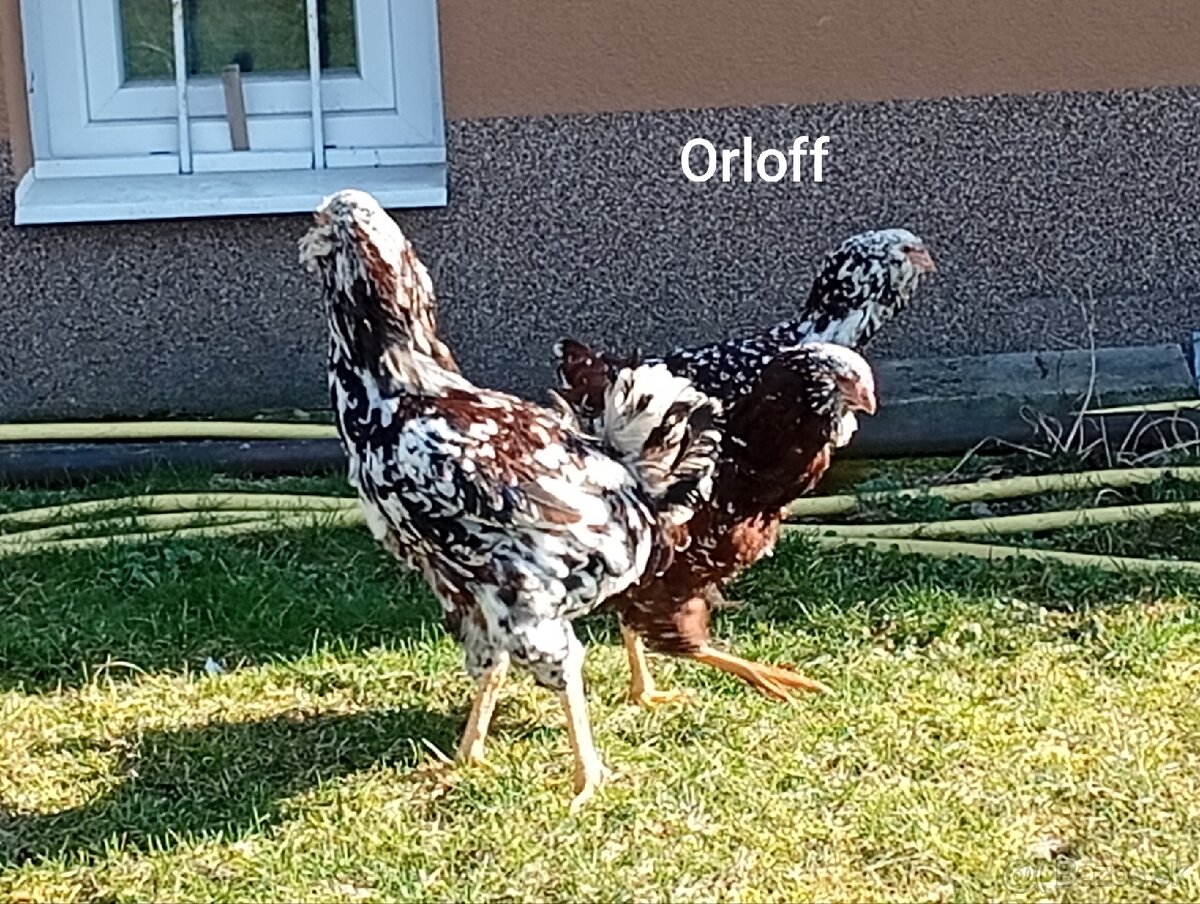 NV dvorkový mix - 4