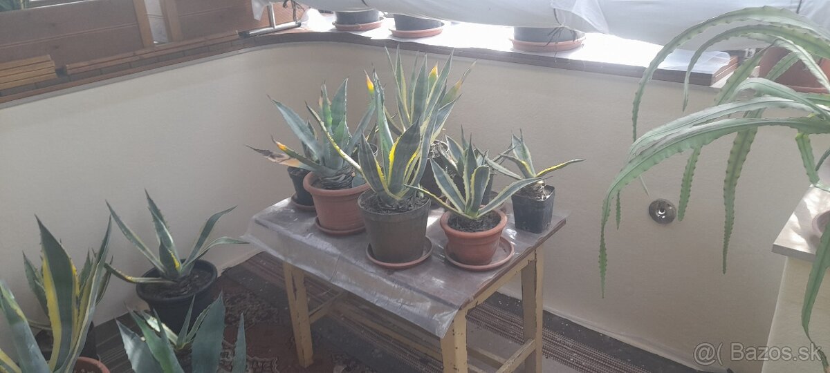 Predam kaktusy - 4