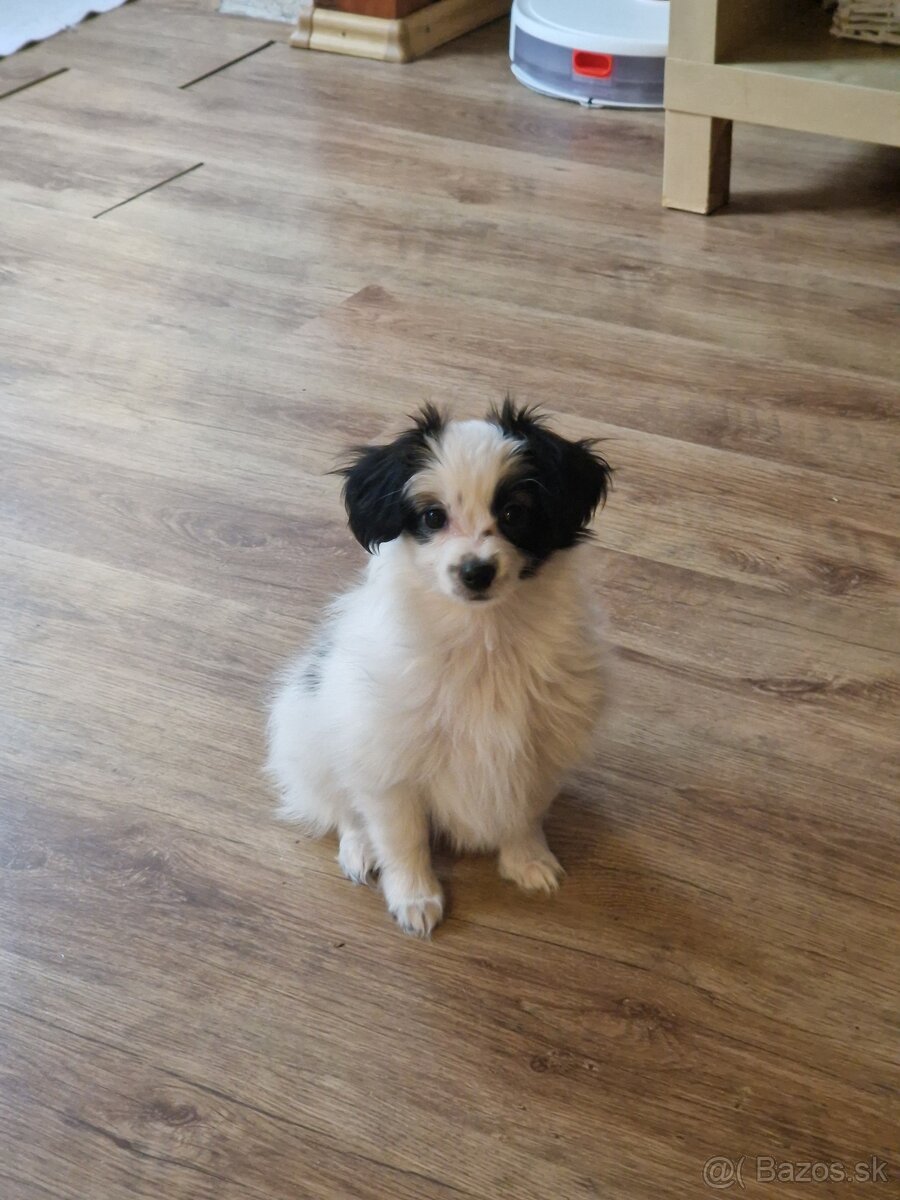 Papillon, phalene šteniatko - 4