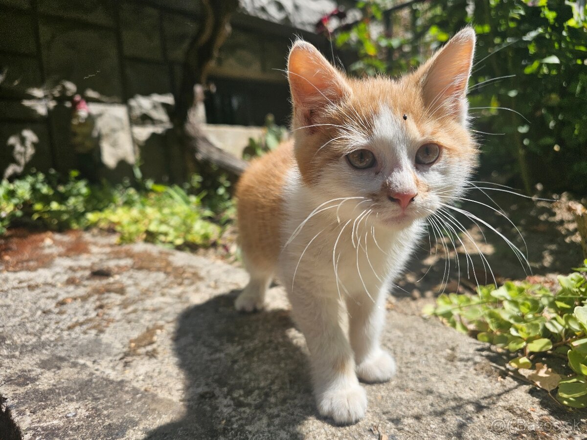 Darujeme Kocúrika 🐱 - 4