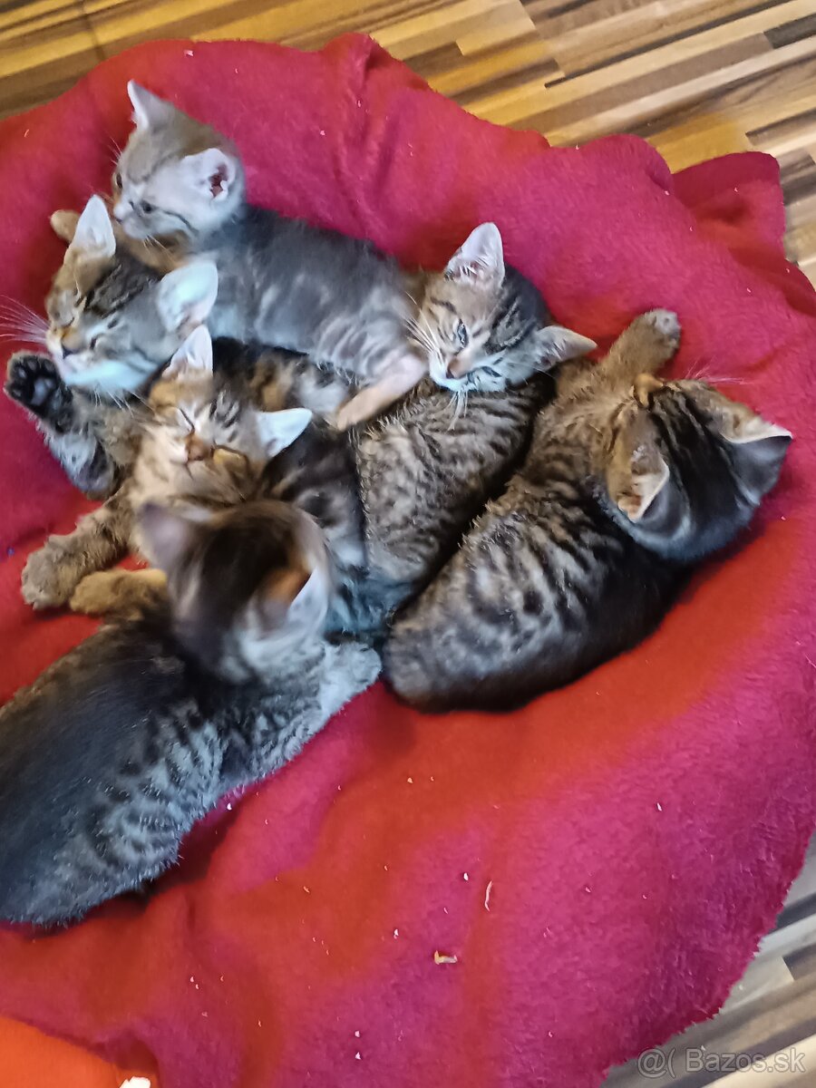 Darujem mačiatka do dobrých ruk - 4