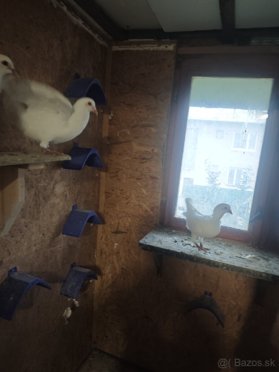 Predam kalifornské holuby - 4