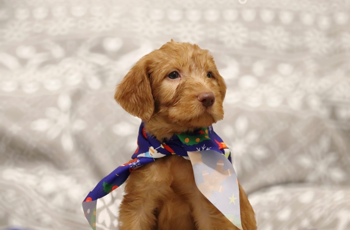 Maďarská vyžla - 4