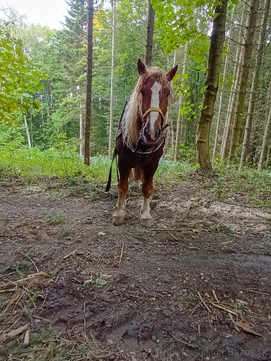 Predám ťažného žrebca - 4