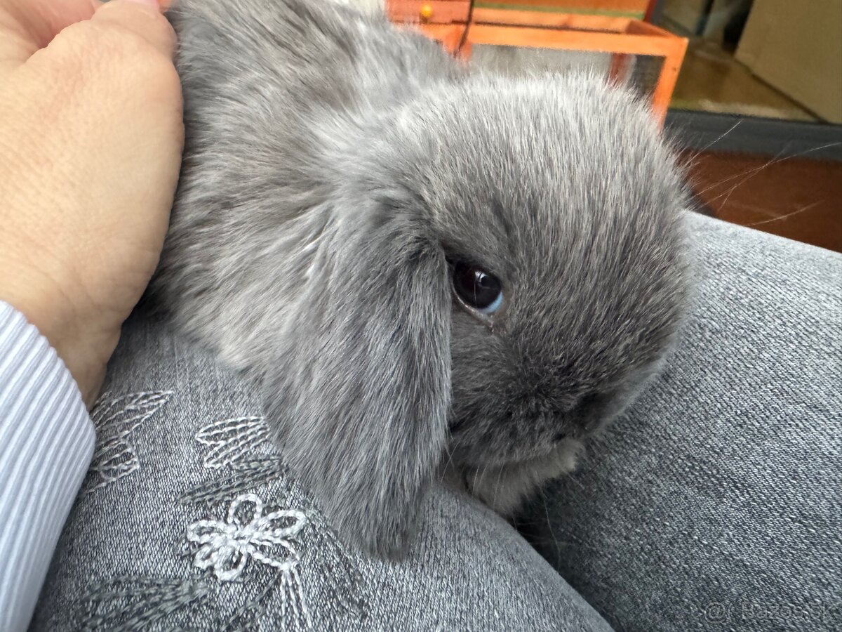 Minilop králičky - 4