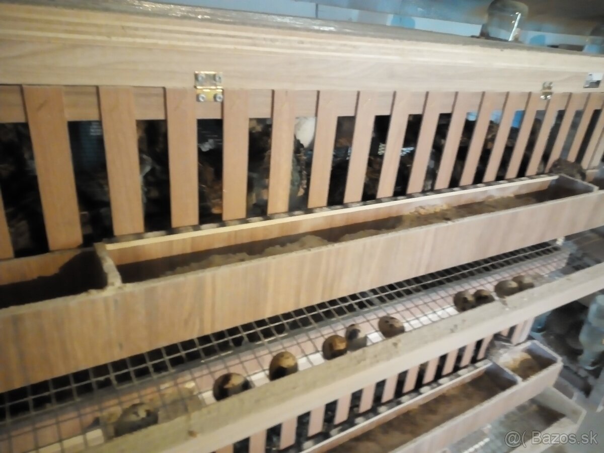 Japonské prepelice - 4