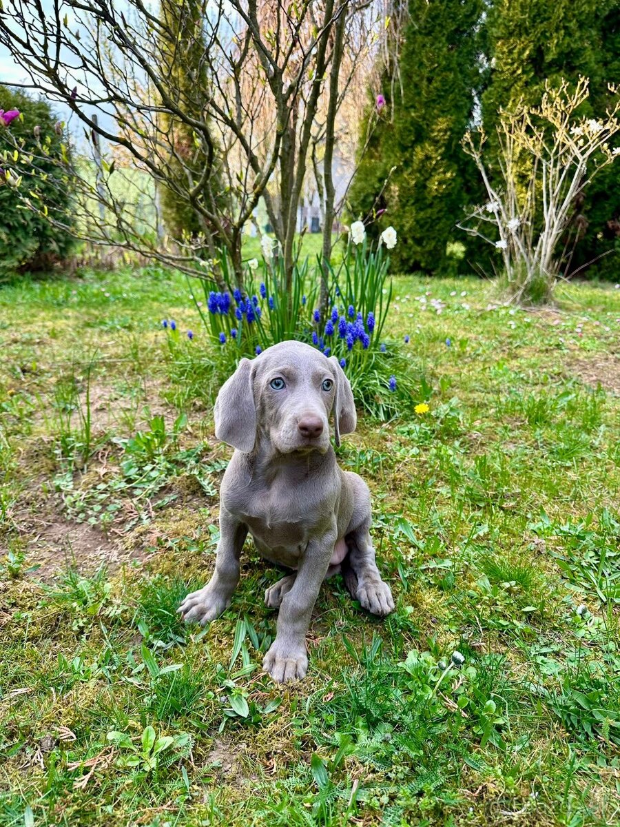 Weimarský stavač - 4