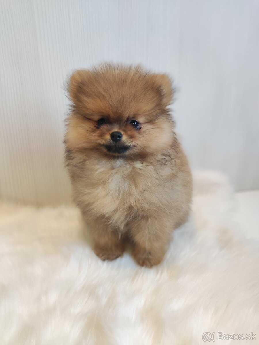 Pomeranian - 4
