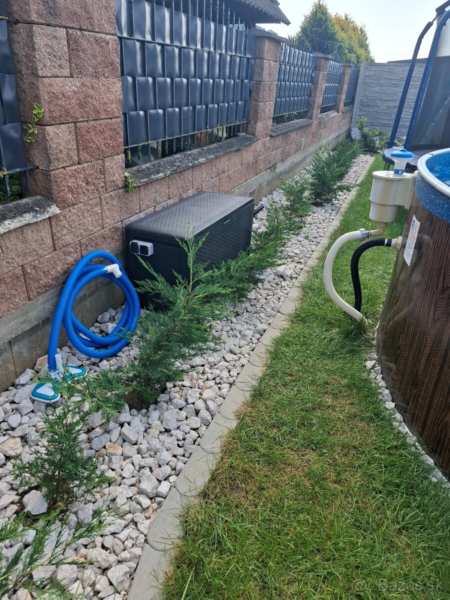 Cyprusovec leylandsky 2001, zivy plot - 4