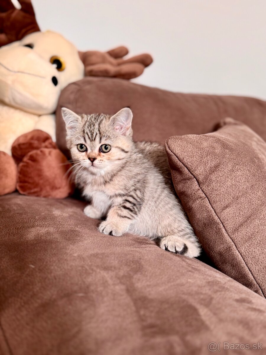 Škótska klapouchá mačka, scottish fold,straight s PP - 4