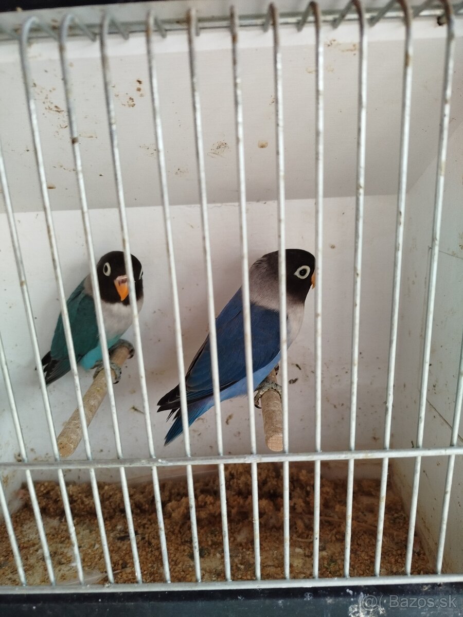 NOFEMA, ROZELA a AGAPORNISI - 4