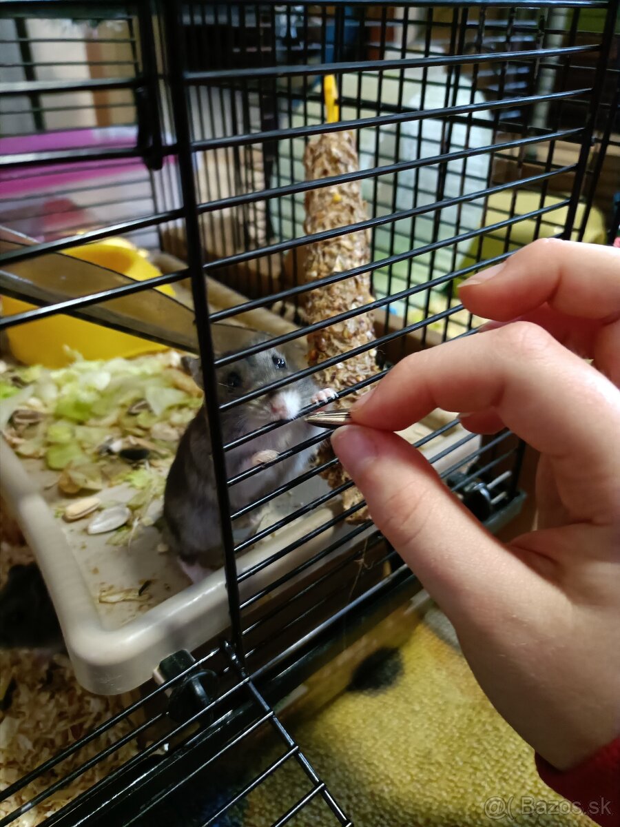 Džungársky škrečok - 4