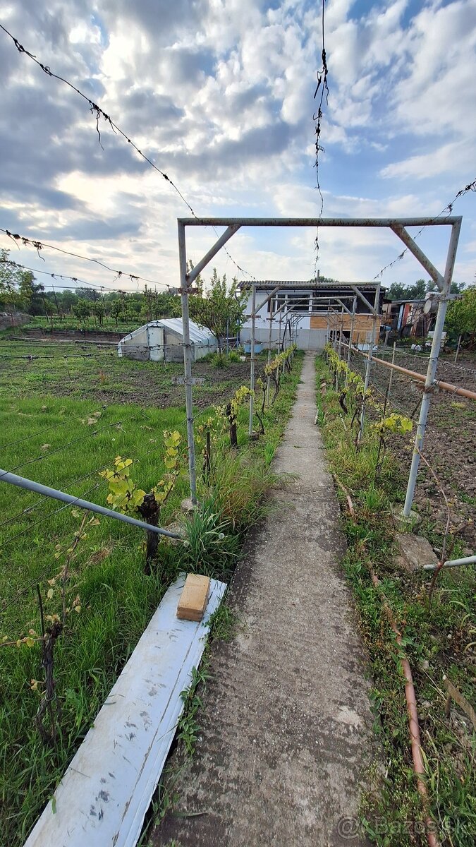 ‼️AKCIA‼️Predám zahradu s chatou v Štúrove na sutoku Dunaja - 4