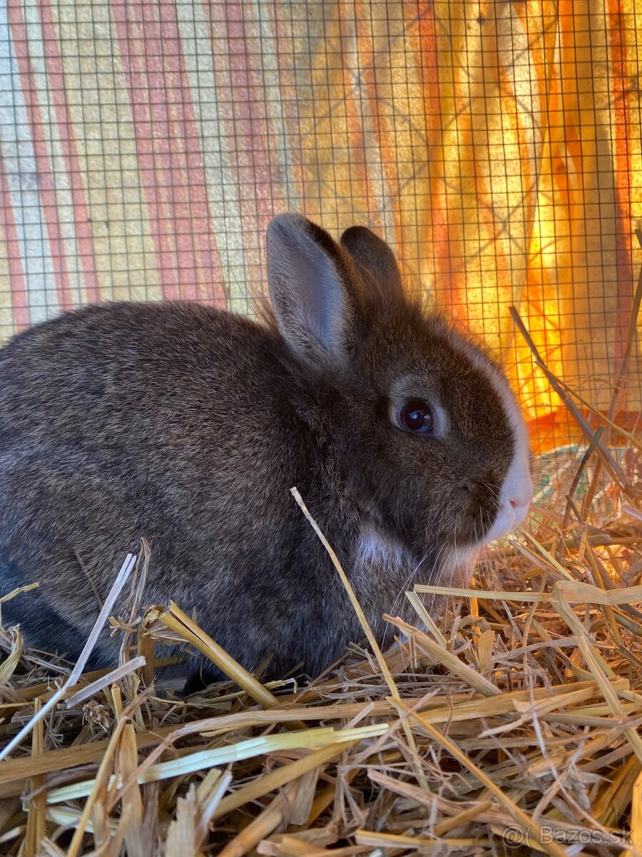 Predám zakrslé králiky - 4