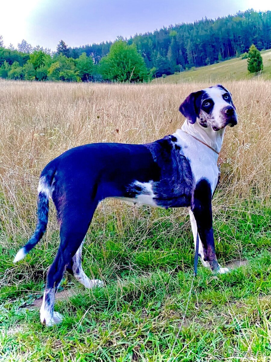 Louisianský leopardi pes - šteniatka s PP - 4