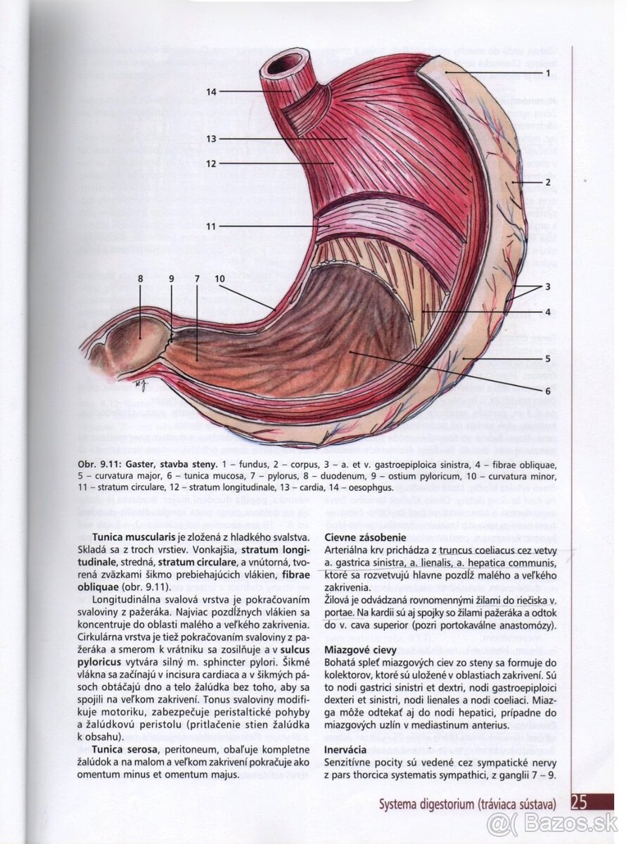 Anatomické knihy pre medikov - 4