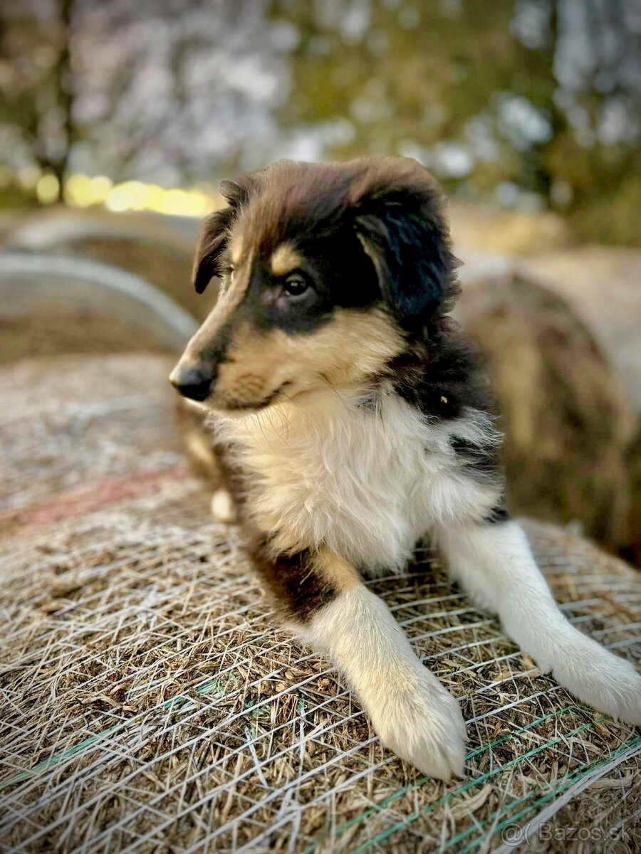 dlhosrstá kólia - 4