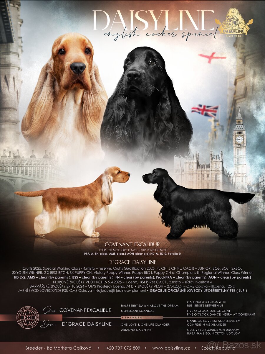 ✨ANGLICKÝ KOKRŠPANĚL S PP ✨#koker #kokerspaniel - 4