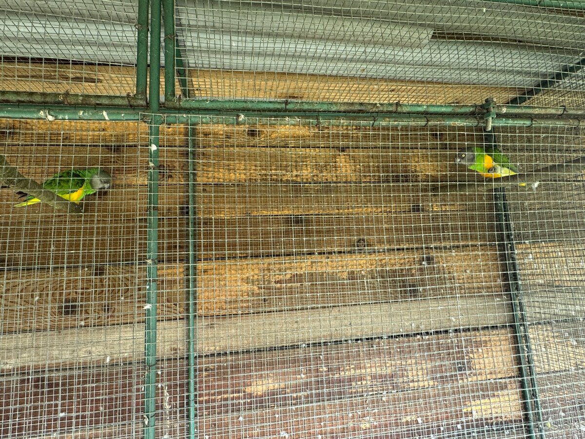 Papagáj senegálsky 1,1 - 4