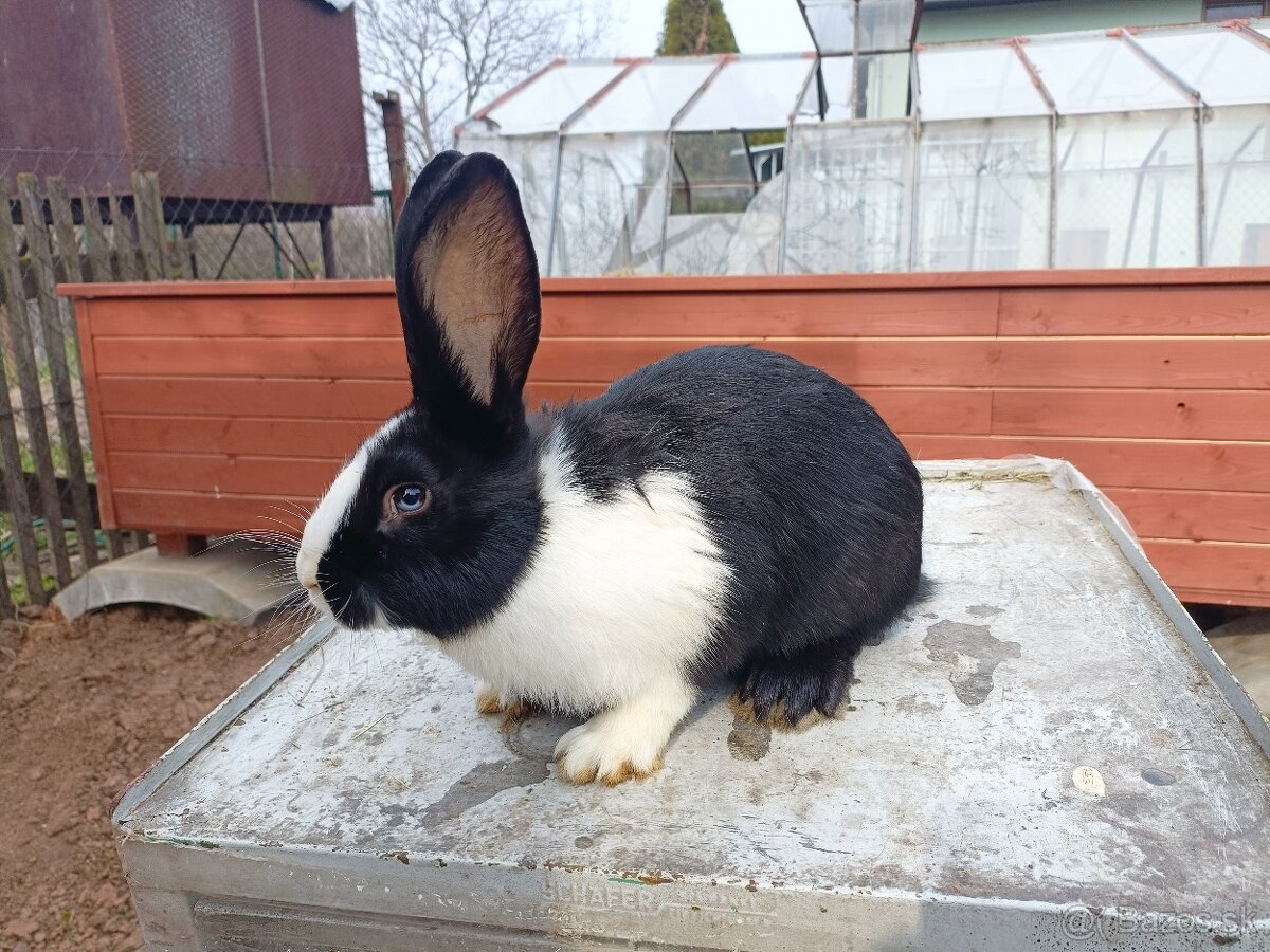 Predám králiky - 4