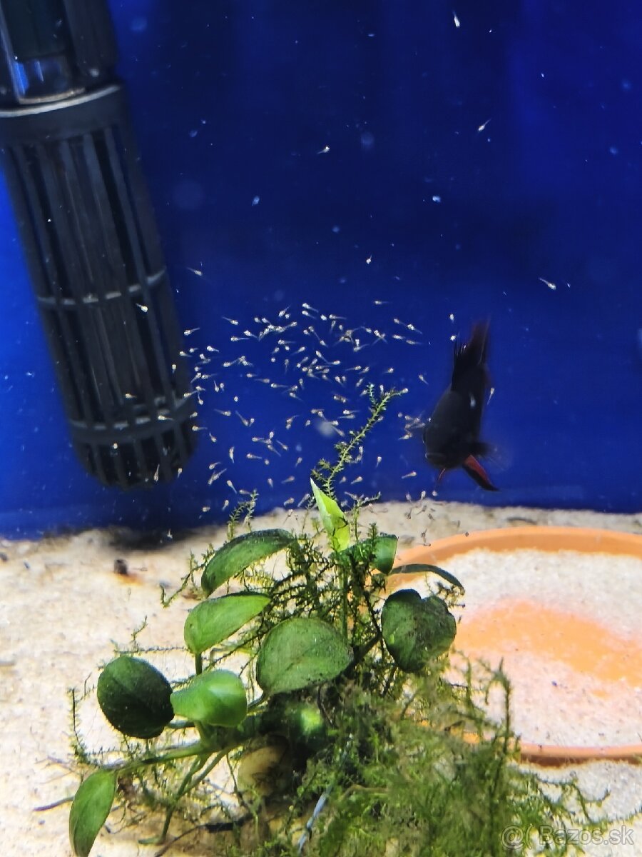 Akvárium - 4