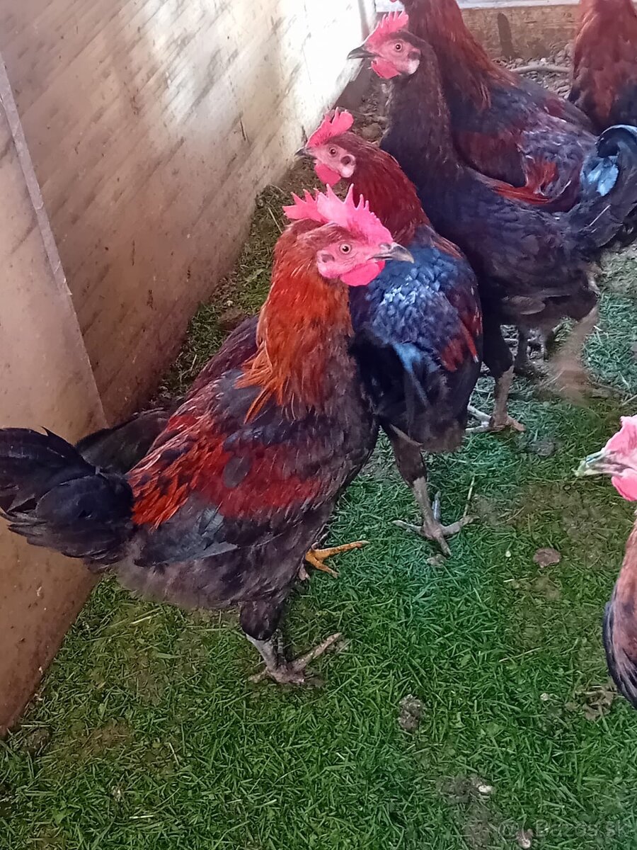 Predám kohútov - 4
