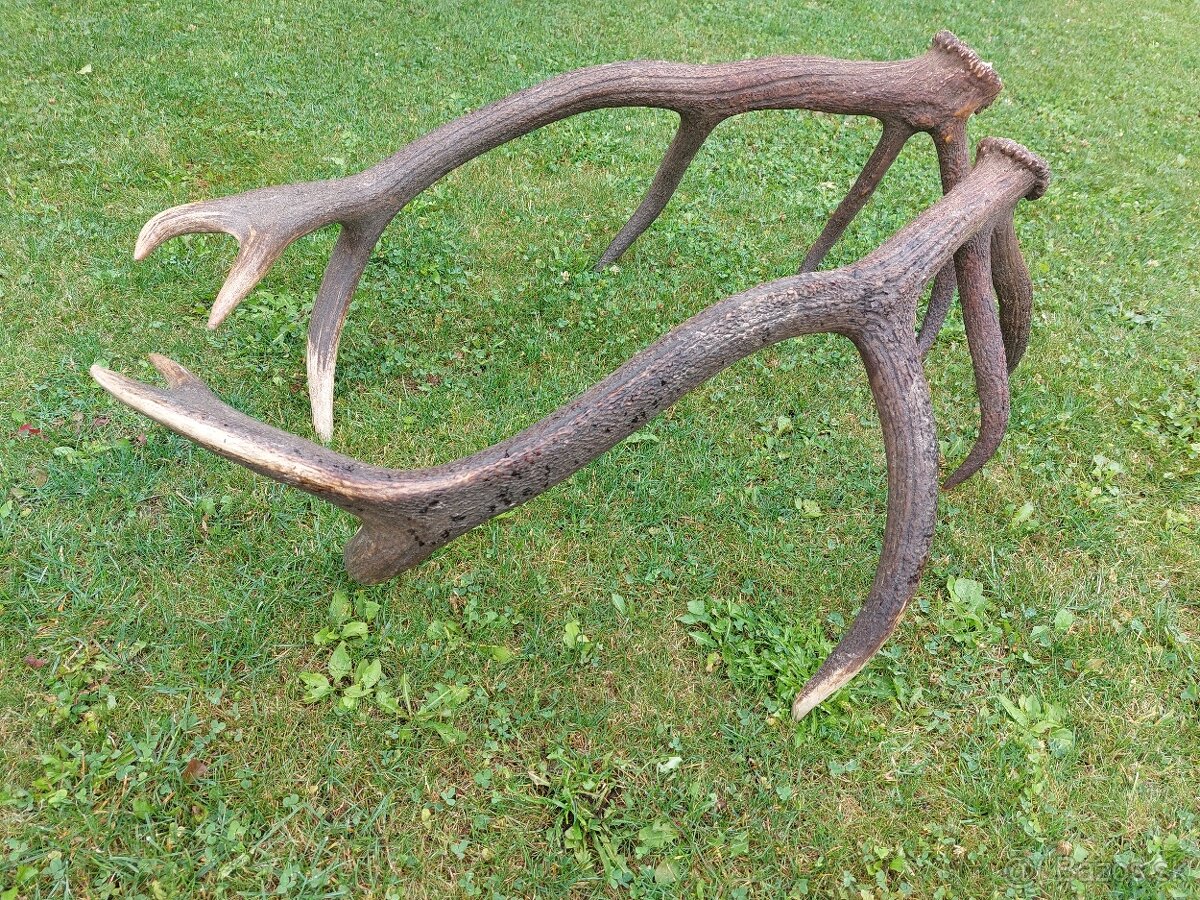 Trofej trofeje paroh parohy parozie zhody - 4