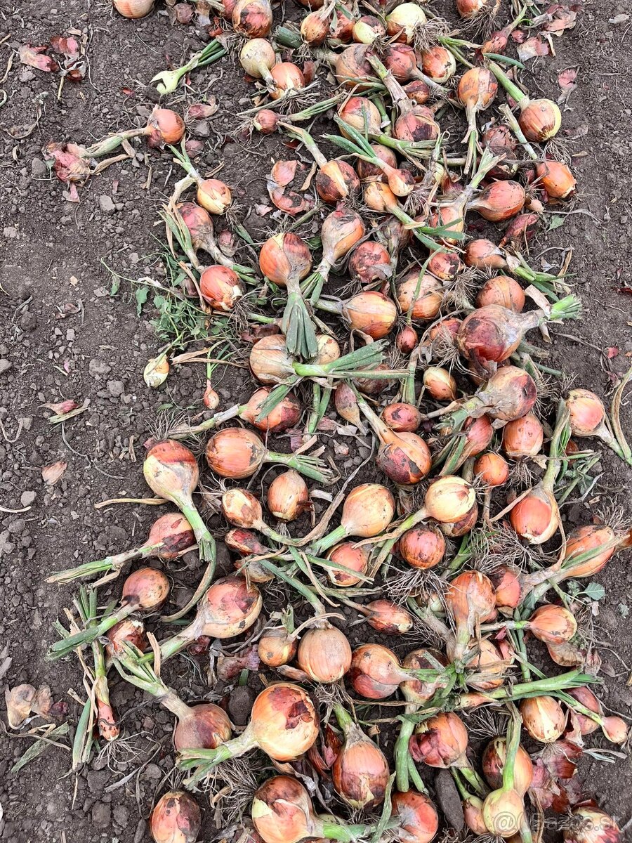 PREDÁM CIBUĽU a ZEMIAKY - 4