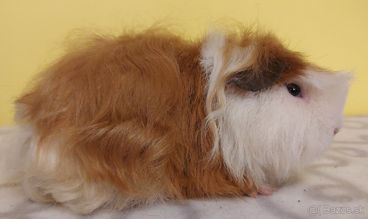 Morčatá rôznych plemien - 4