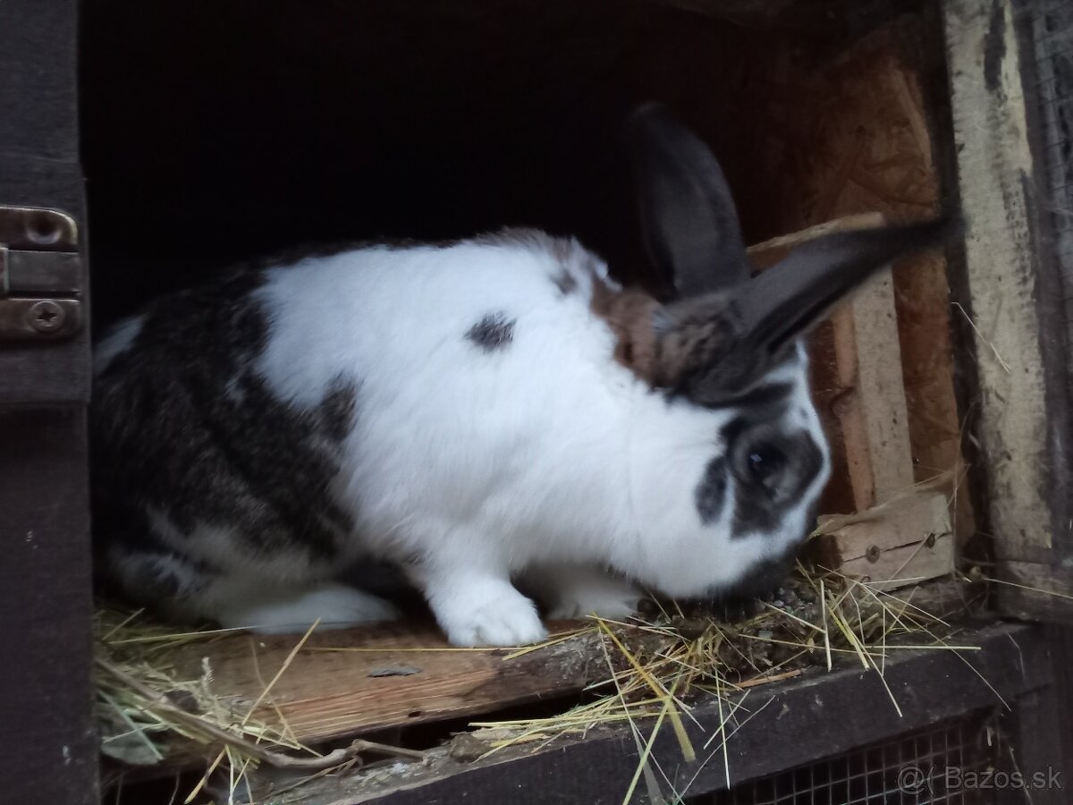 Predám Samca Zajaca - 4