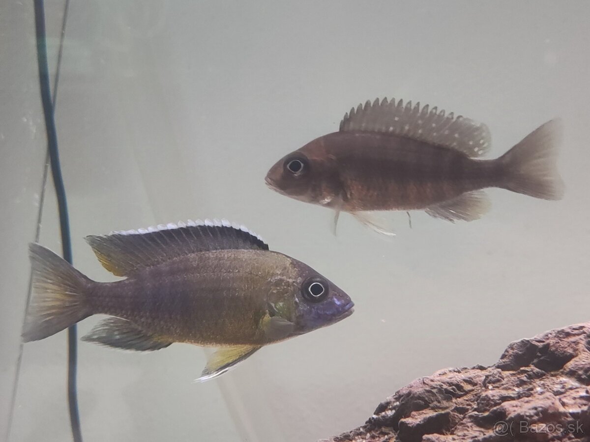 Aulonocara stuartgranti (Chilumba) - Tlamovec Stuartov - 4