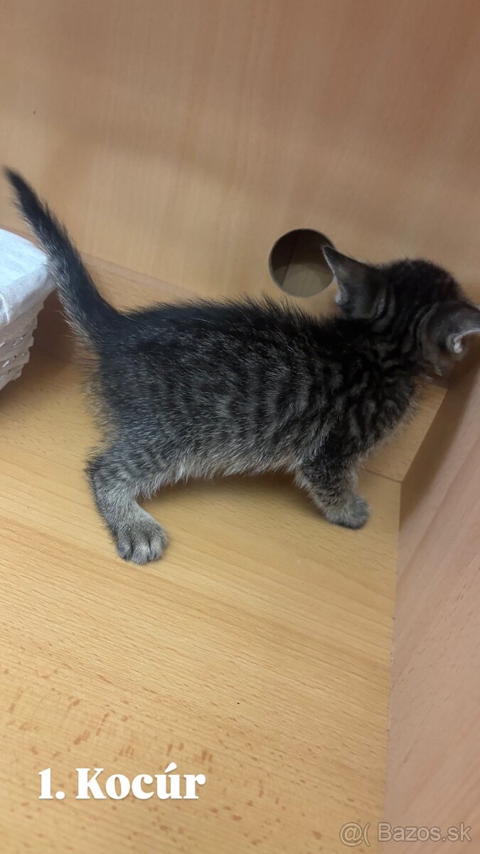 Darujem mačiatká - 4