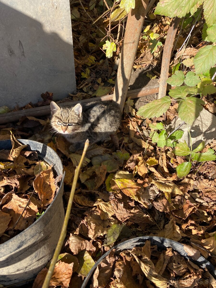 Darujem mačiatko - 4