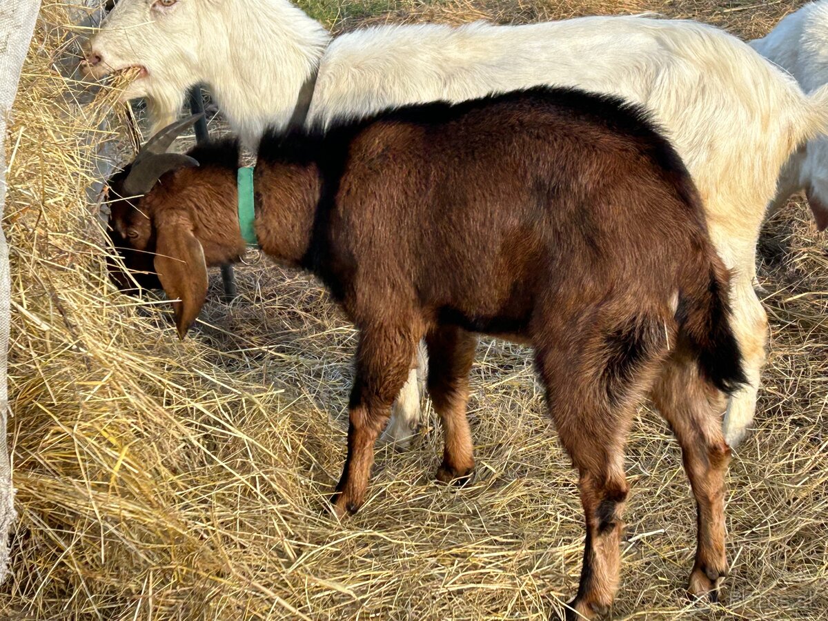 Krytie - anglonubijsky cap - 4