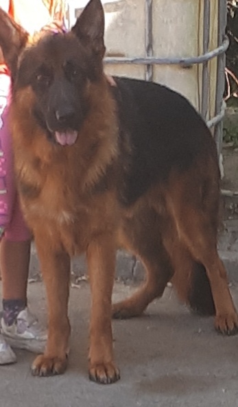 Nemecký ovčiak - 4