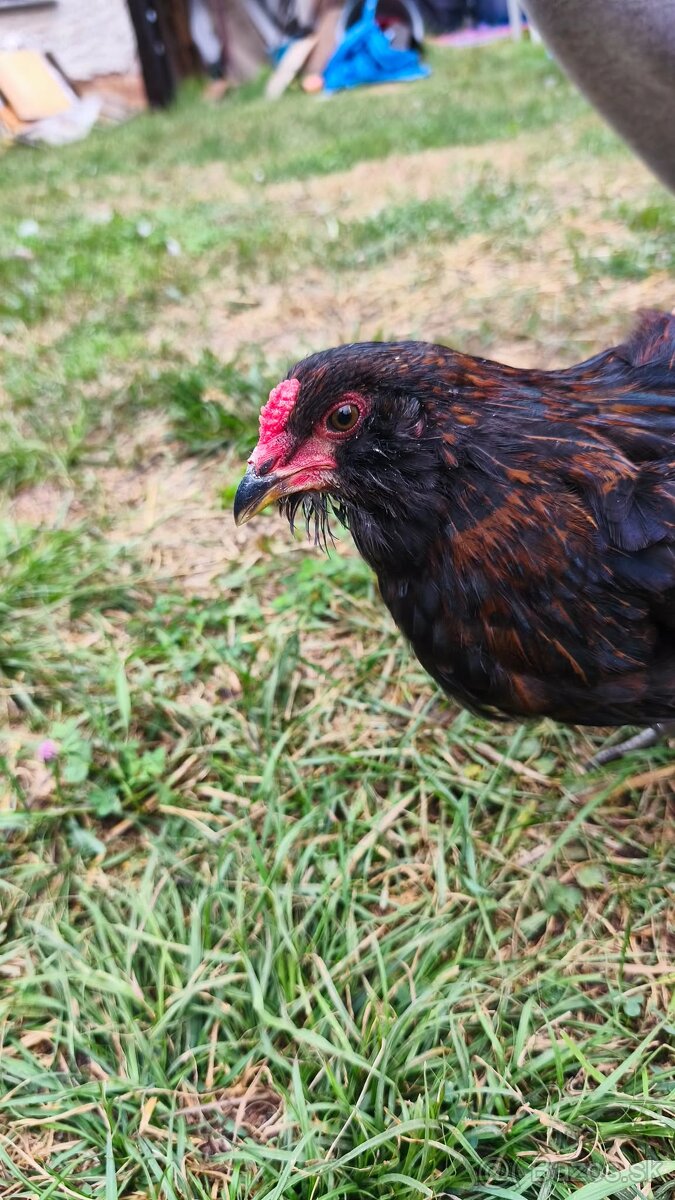 Araucana - 4