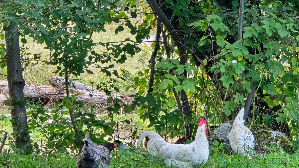 Kohút Leghorn - 4