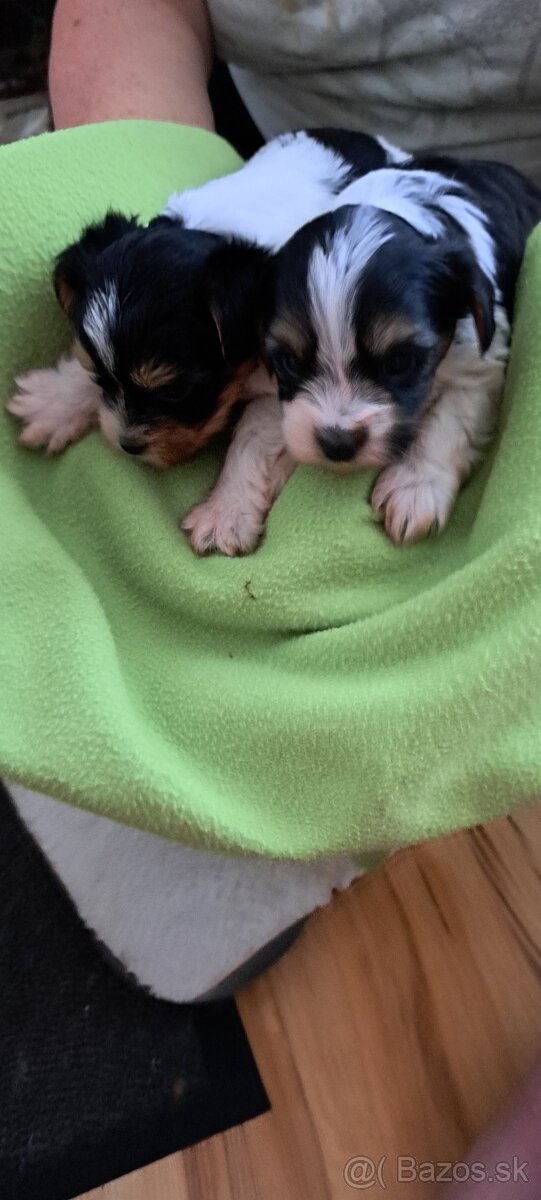 Yorkshire terier biewer - 4