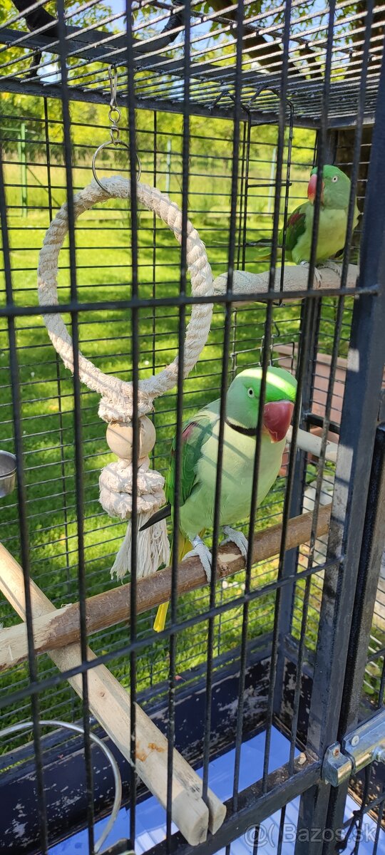 Alexander Veľký ručne dokŕmený pár - 4