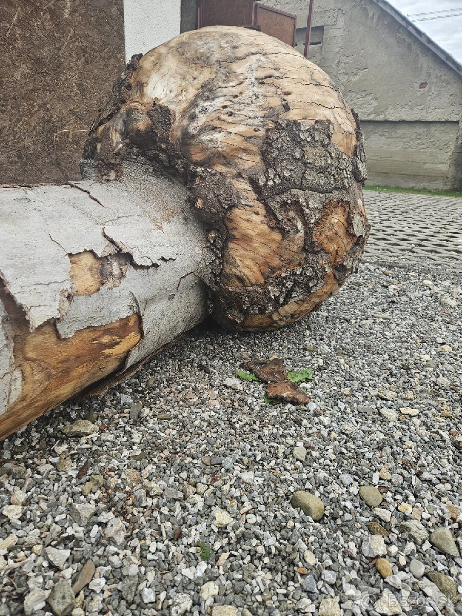 Nádor ( burl ) na kmeni stromu , BUK - 4