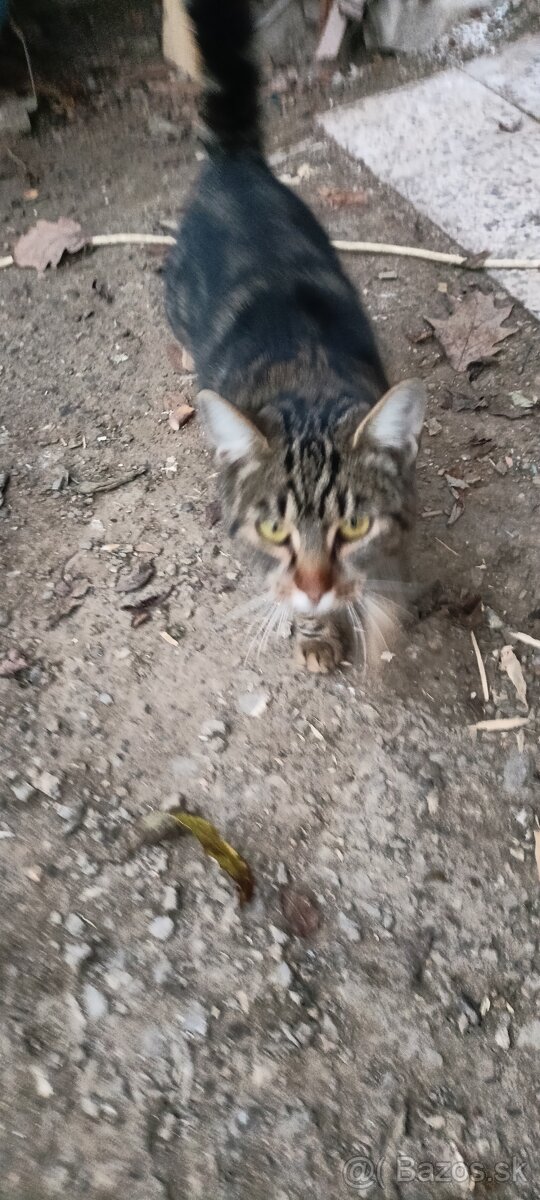 Darujem mačičku - 4